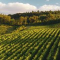 Exploring the Top Wine-Producing States in the United States